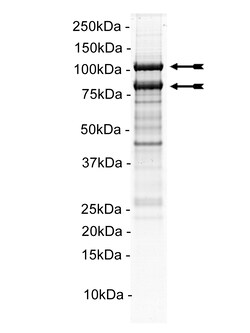 Eurofins DiscoverX PI 3-Kinase (p110 /p85 ) Murine Protein 10 &mu;g | Buy Online | Eurofins DiscoverX | Fisher Scientific
